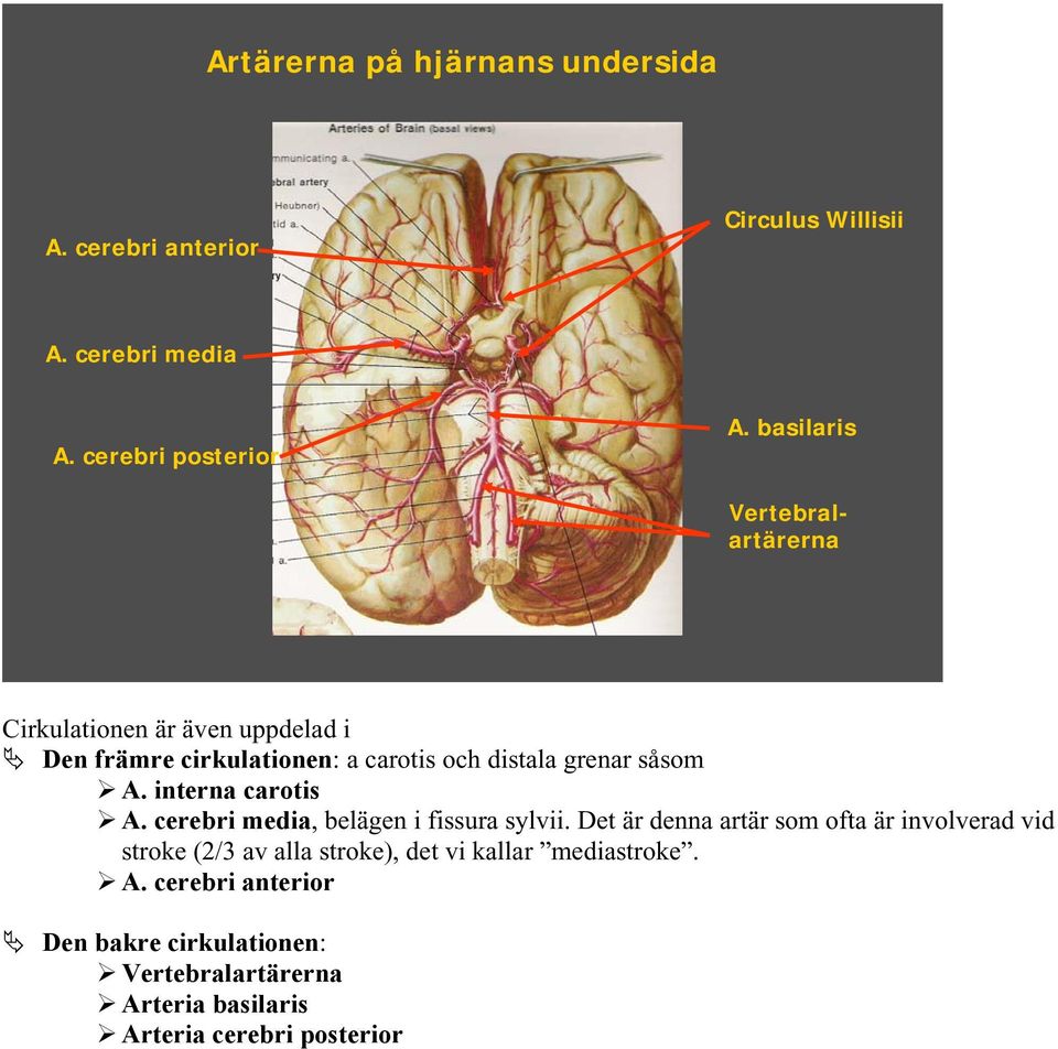 interna carotis A. cerebri media, belägen i fissura sylvii.