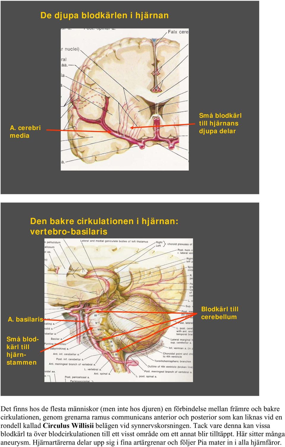 cirkulationen, genom grenarna ramus communicans anterior och posterior som kan liknas vid en rondell kallad Circulus Willisii belägen vid synnervskorsningen.