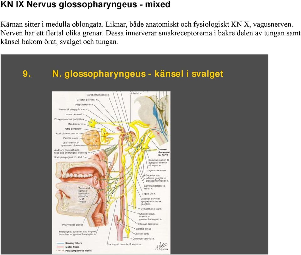 Nerven har ett flertal olika grenar.