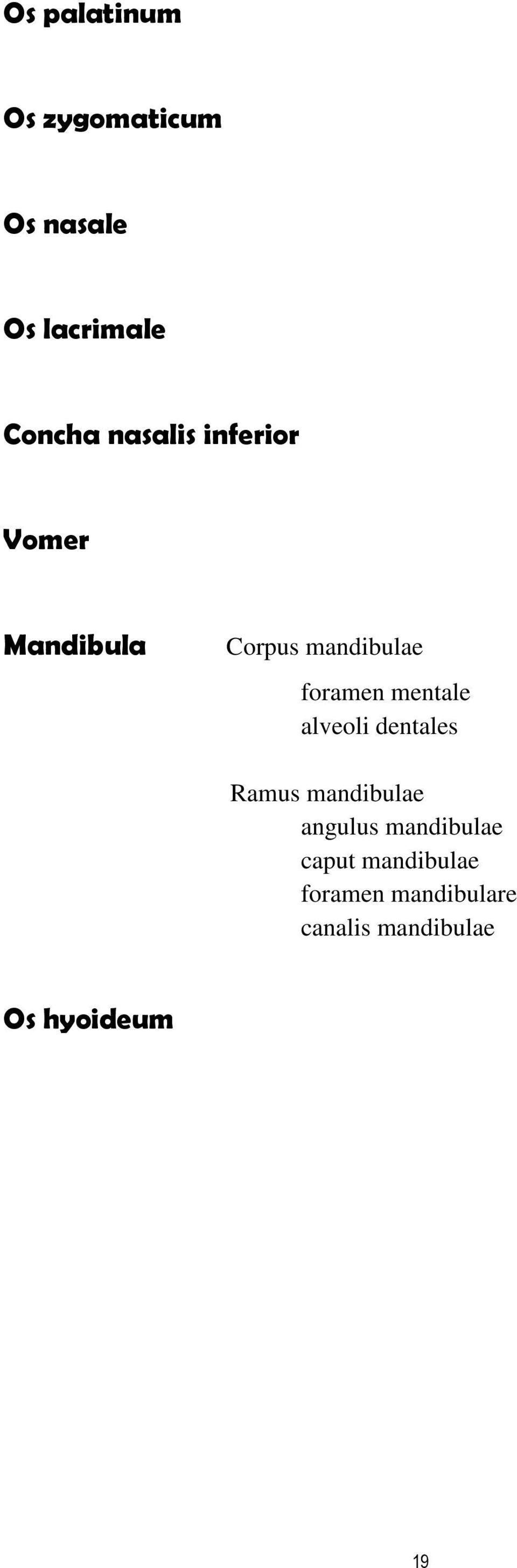 mentale alveoli dentales Ramus mandibulae angulus mandibulae