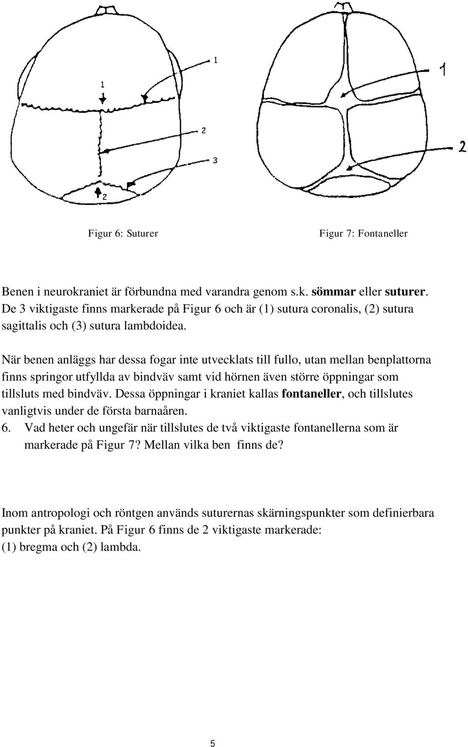 När benen anläggs har dessa fogar inte utvecklats till fullo, utan mellan benplattorna finns springor utfyllda av bindväv samt vid hörnen även större öppningar som tillsluts med bindväv.