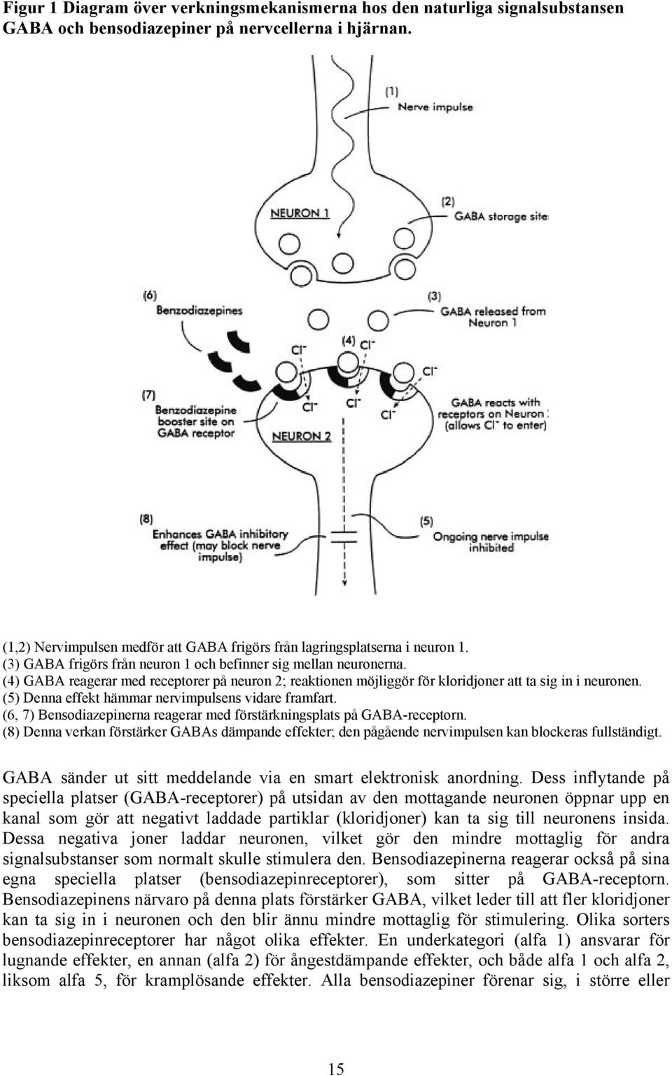 (4) GABA reagerar med receptorer på neuron 2; reaktionen möjliggör för kloridjoner att ta sig in i neuronen. (5) Denna effekt hämmar nervimpulsens vidare framfart.