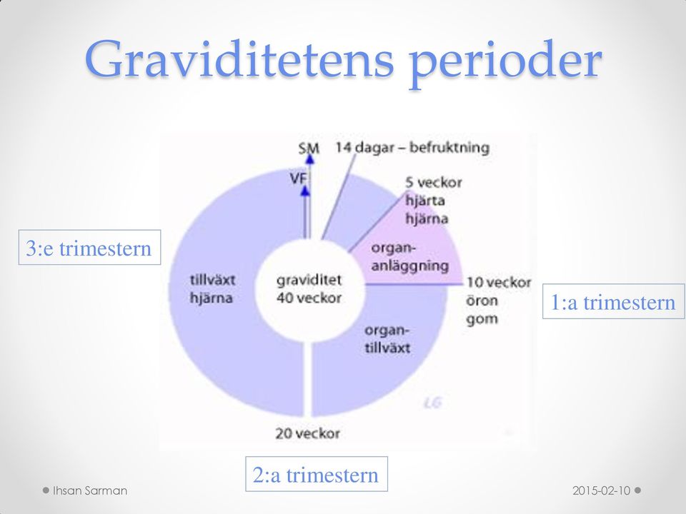 trimestern 1:a