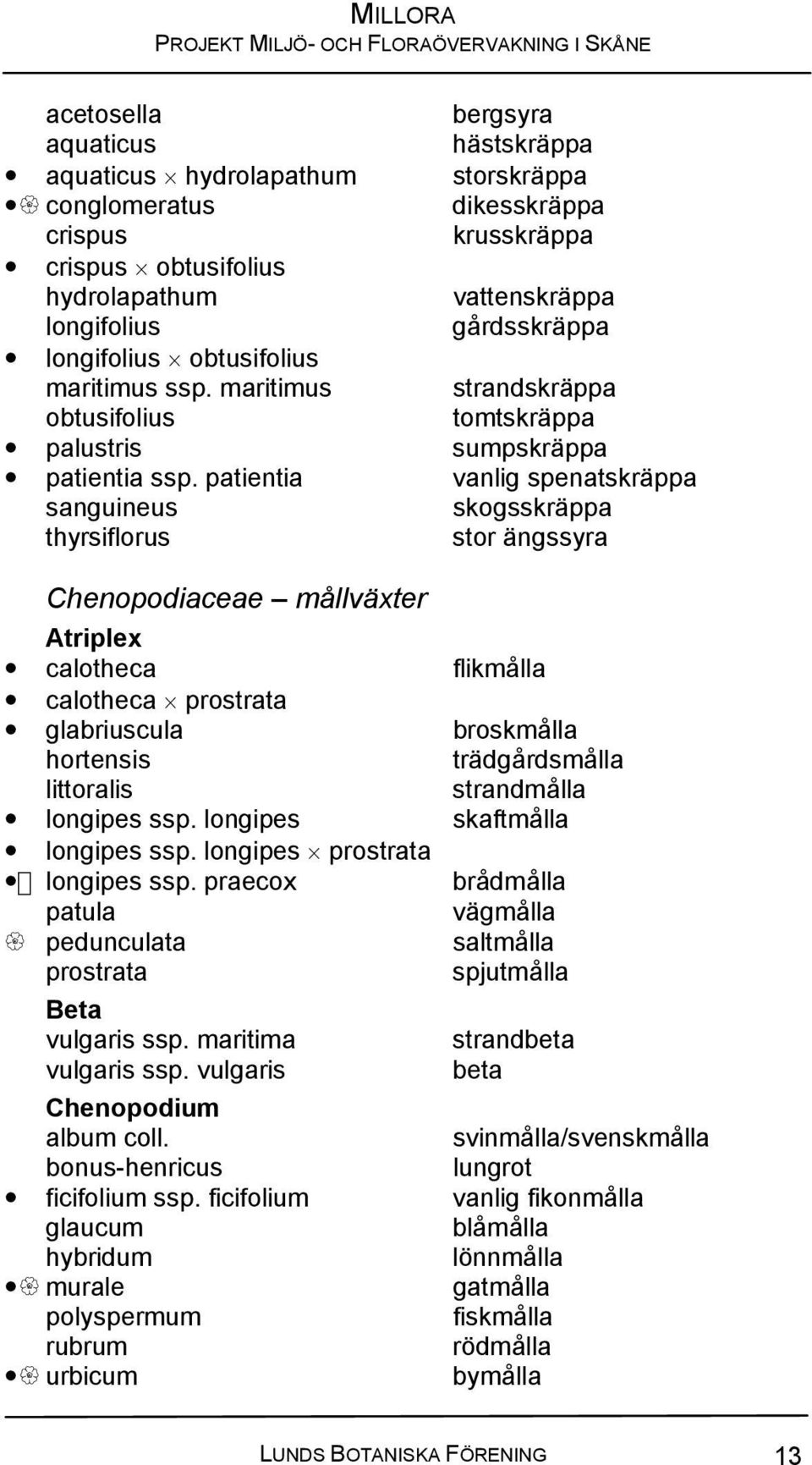 patientia vanlig spenatskräppa sanguineus skogsskräppa thyrsiflorus stor ängssyra Chenopodiaceae mållväxter Atriplex calotheca flikmålla calotheca prostrata glabriuscula broskmålla hortensis