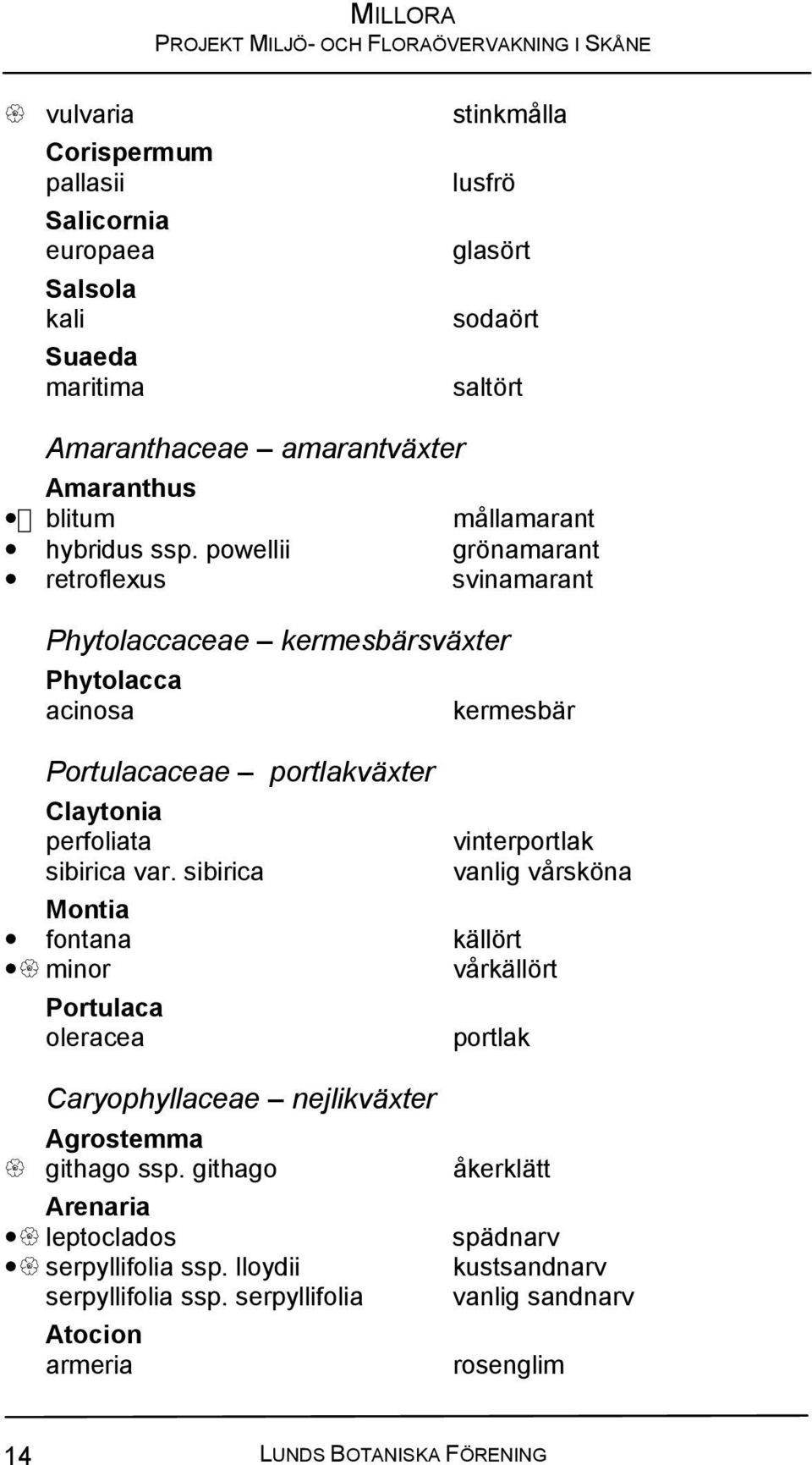 powellii grönamarant retroflexus svinamarant Phytolaccaceae kermesbärsväxter Phytolacca acinosa Portulacaceae portlakväxter Claytonia perfoliata sibirica var.