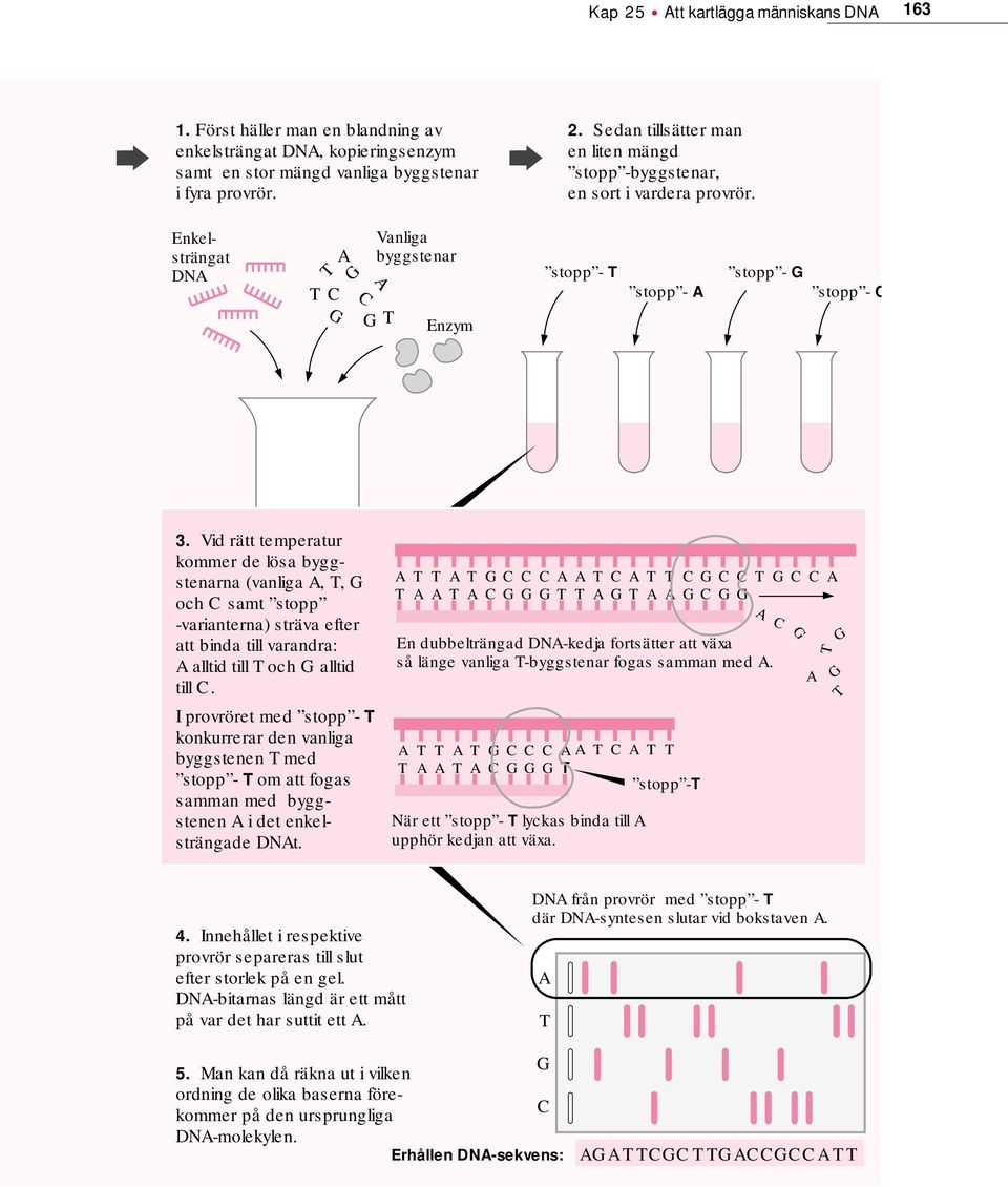 Vid rätt temperatur kommer de lösa byggstenarna (vanliga A, T, G och C samt stopp -varianterna) sträva efter att binda till varandra: A alltid till T och G alltid till C.