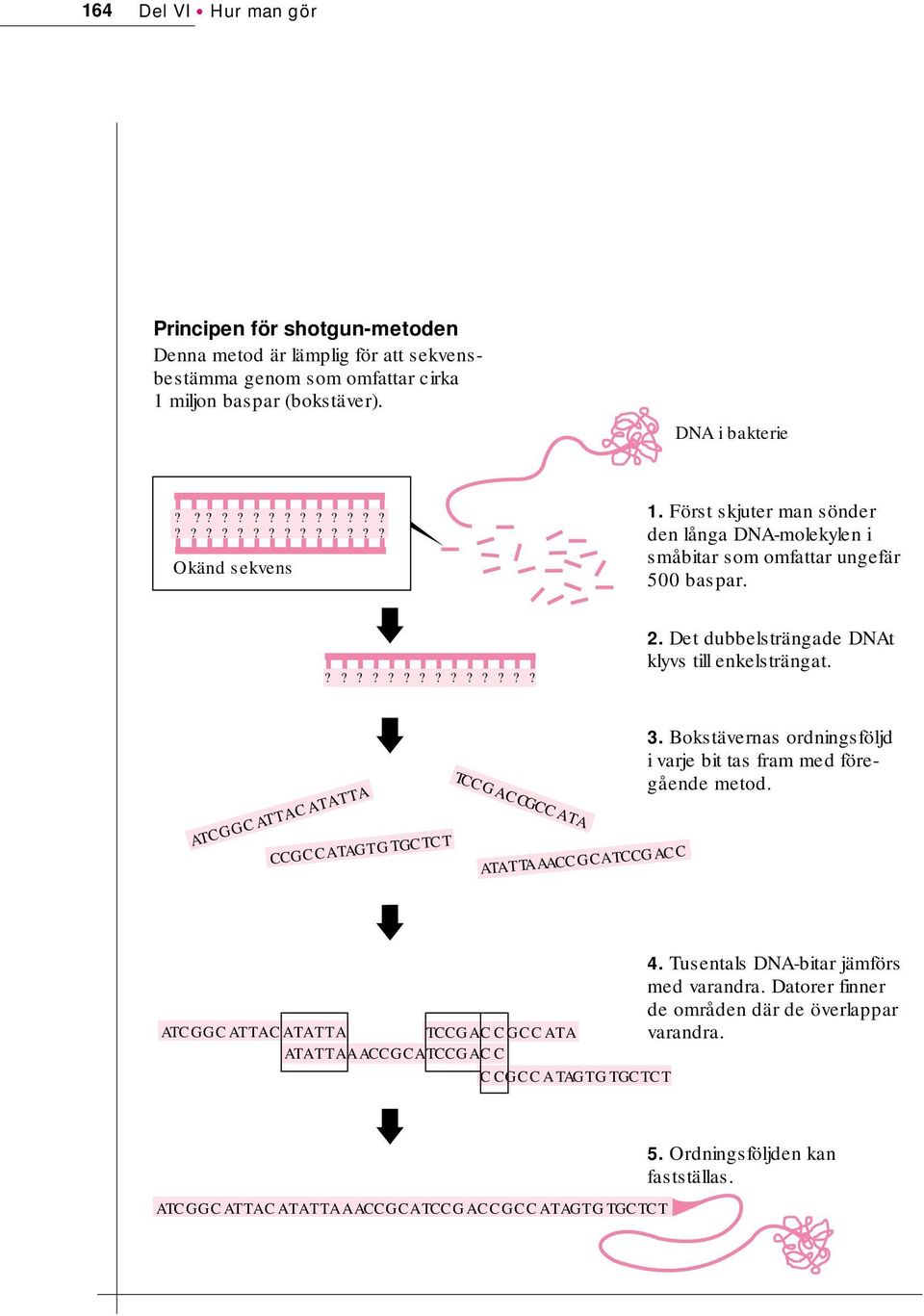 ATCGGCATTACATATTA CCGCCATAGTGTGCTCT TCCGA CCGCC ATA ATATTA AACCGCATCCGACC 3. Bokstävernas ordningsföljd i varje bit tas fram med föregående metod. 4. Tusentals DNA-bitar jämförs med varandra.