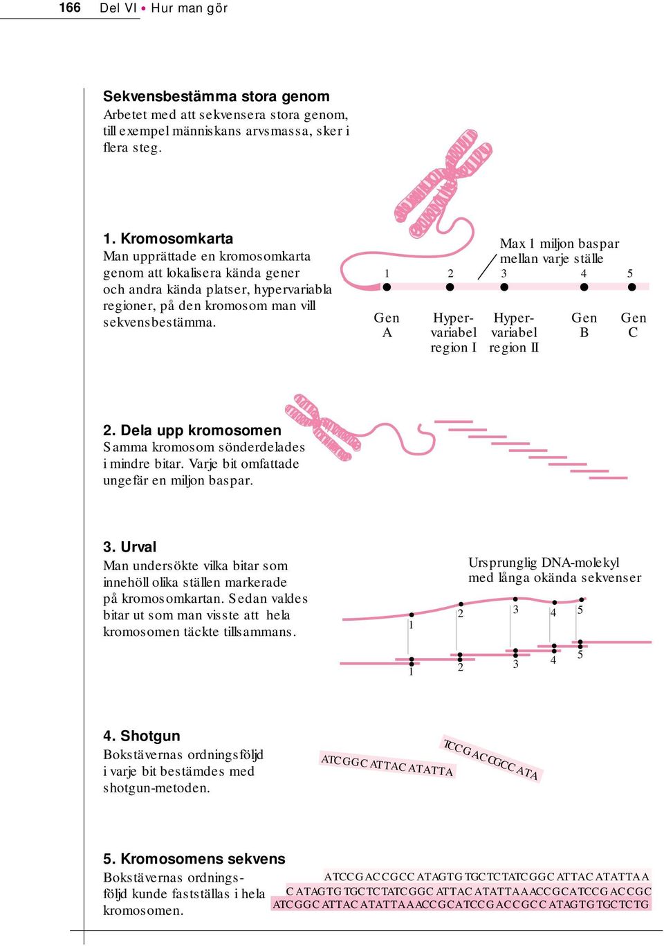 Max 1 miljon baspar mellan varje ställe 1 2 3 4 5 Gen A Hypervariabel region I Hypervariabel region II Gen B Gen C 2. Dela upp kromosomen Samma kromosom sönderdelades i mindre bitar.