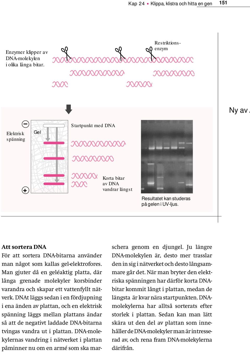 Att sortera DNA För att sortera DNA-bitarna använder man något som kallas gel-elektrofores.