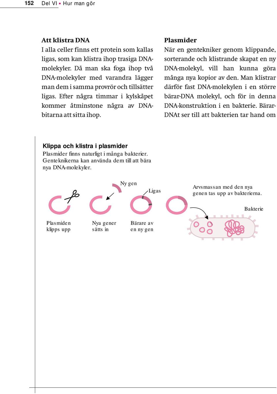 Plasmider När en gentekniker genom klippande, sorterande och klistrande skapat en ny DNA-molekyl, vill han kunna göra många nya kopior av den.