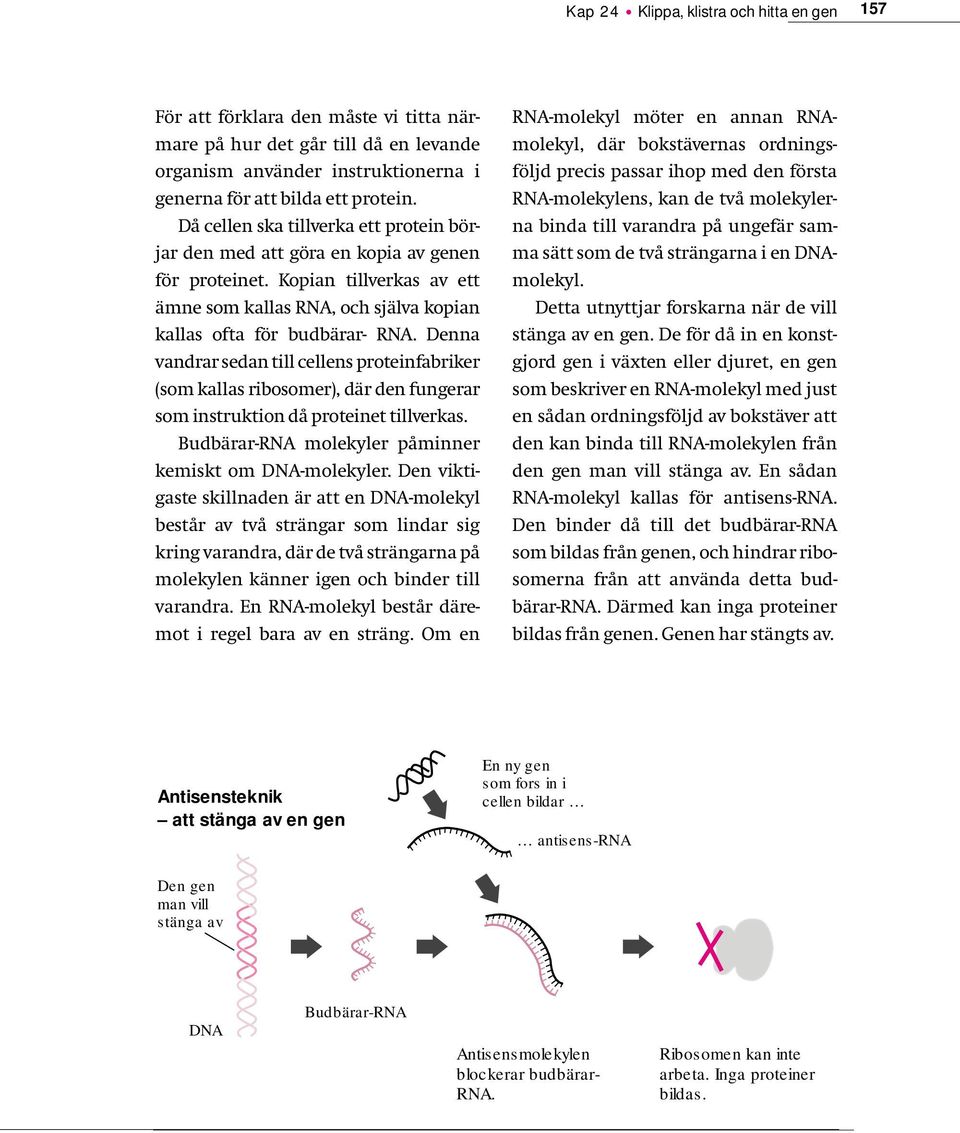 Denna vandrar sedan till cellens proteinfabriker (som kallas ribosomer), där den fungerar som instruktion då proteinet tillverkas. Budbärar-RNA molekyler påminner kemiskt om DNA-molekyler.