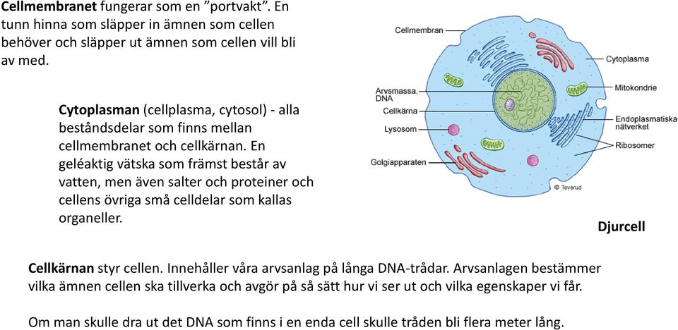 En geléaktig vätska som främst består av vatten, men även salter och proteiner och cellens övriga små celldelar som kallas organeller. Djurcell Cellkärnan styr cellen.