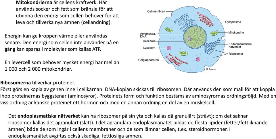 En levercell som behöver mycket energi har mellan 1 000 och 2 000 mitokondrier. Ribosomerna tillverkar proteiner. Först görs en kopia av genen inne i cellkärnan. DNA-kopian skickas till ribosomen.