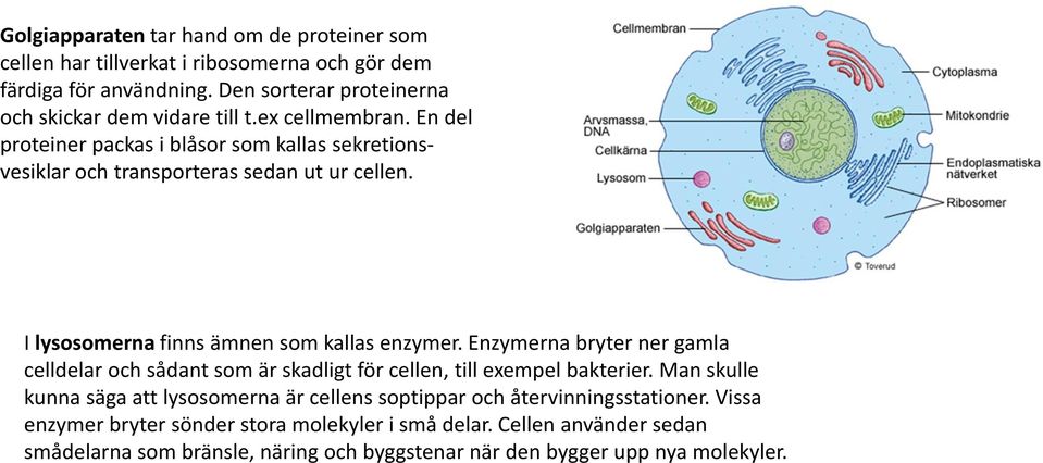 En del proteiner packas i blåsor som kallas sekretionsvesiklar och transporteras sedan ut ur cellen. I lysosomerna finns ämnen som kallas enzymer.