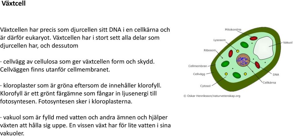 Cellväggen finns utanför cellmembranet. kloroplaster som är gröna eftersom de innehåller klorofyll.