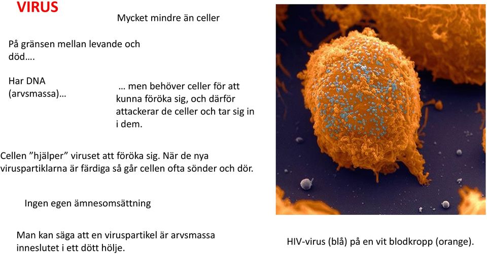 i dem. Cellen hjälper viruset att föröka sig.