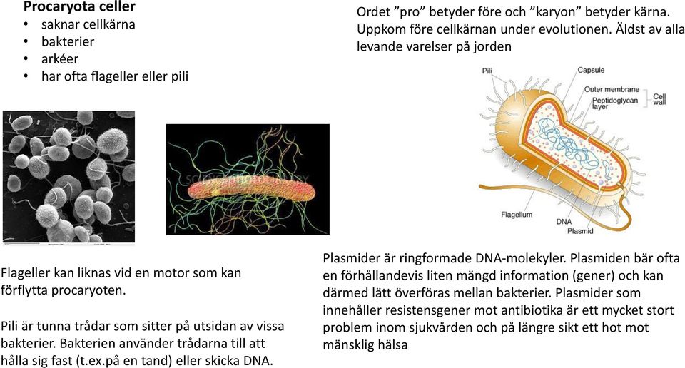 Bakterien använder trådarna till att hålla sig fast (t.ex.på en tand) eller skicka DNA. Plasmider är ringformade DNA-molekyler.