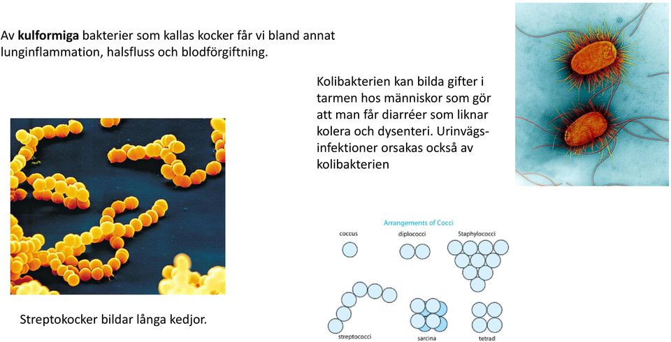 Kolibakterien kan bilda gifter i tarmen hos människor som gör att man får