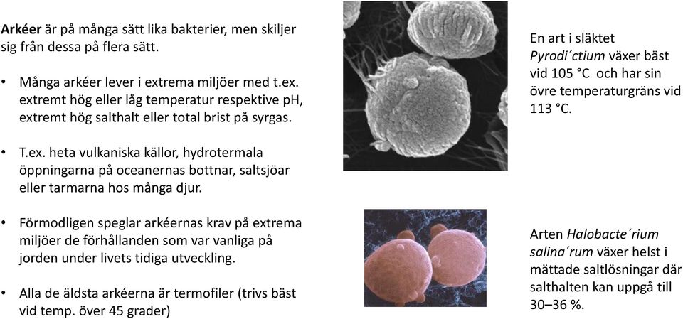 En art i släktet Pyrodi ctium växer bäst vid 105 C och har sin övre temperaturgräns vid 113 C. T.ex.