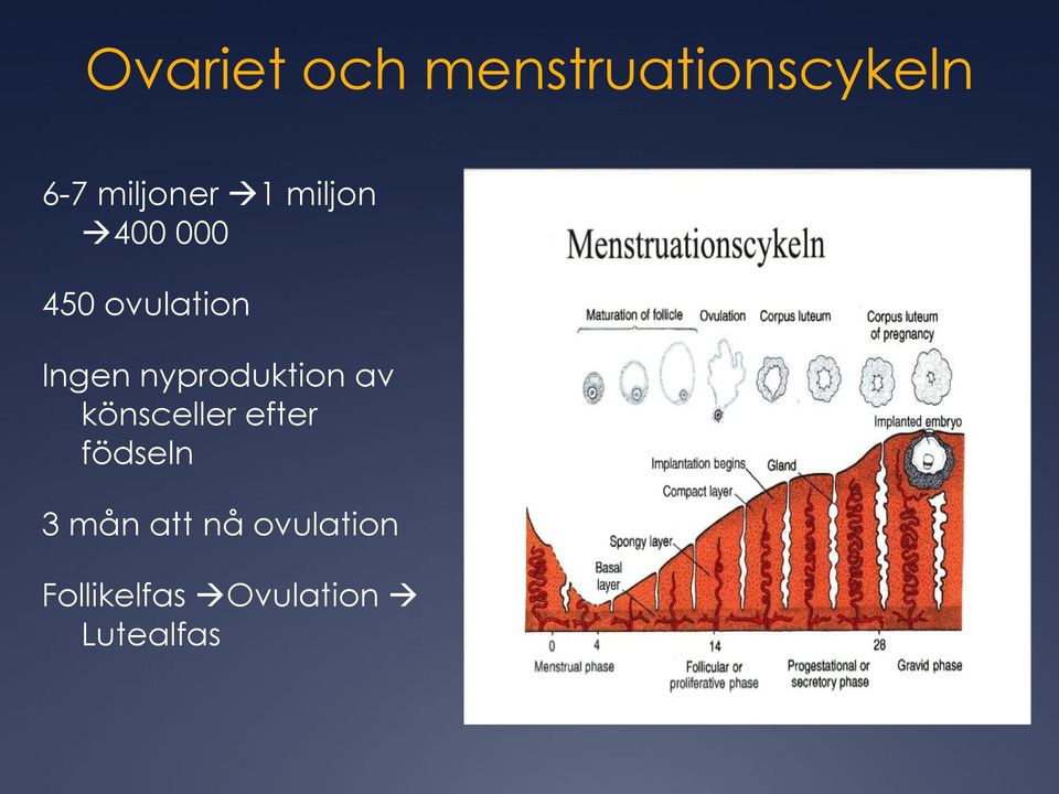 nyproduktion av könsceller efter födseln 3