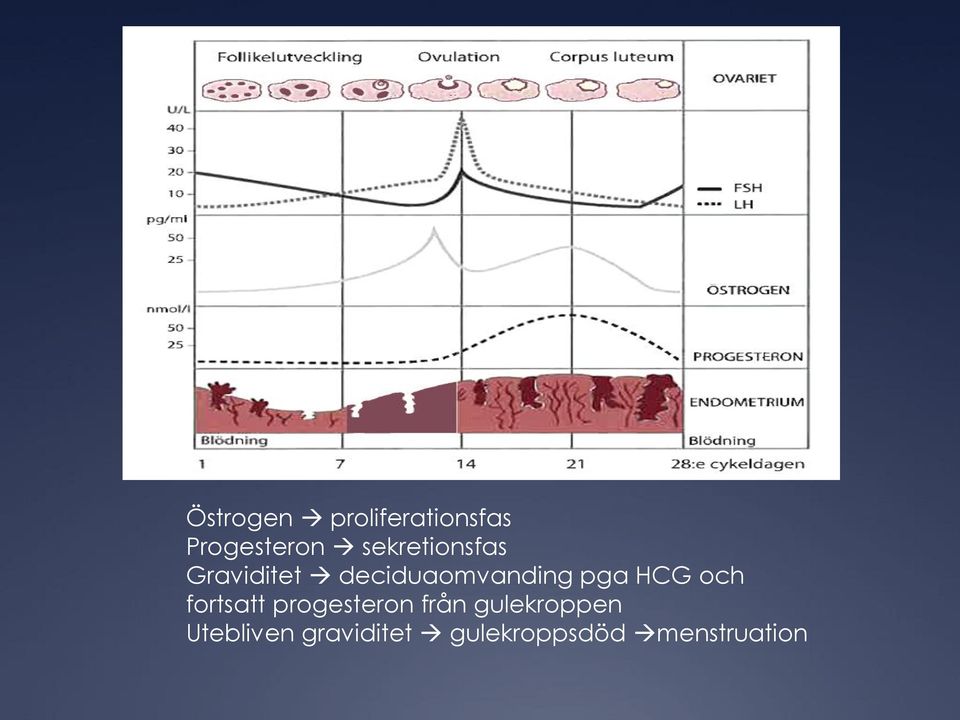 pga HCG och fortsatt progesteron från