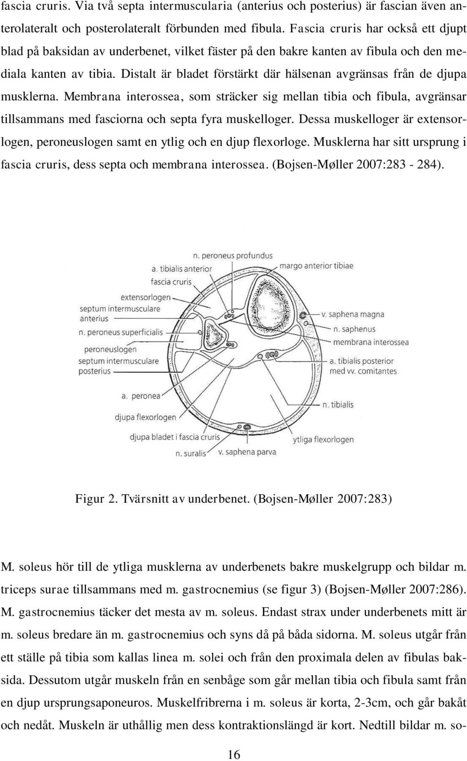 Distalt är bladet förstärkt där hälsenan avgränsas från de djupa musklerna.