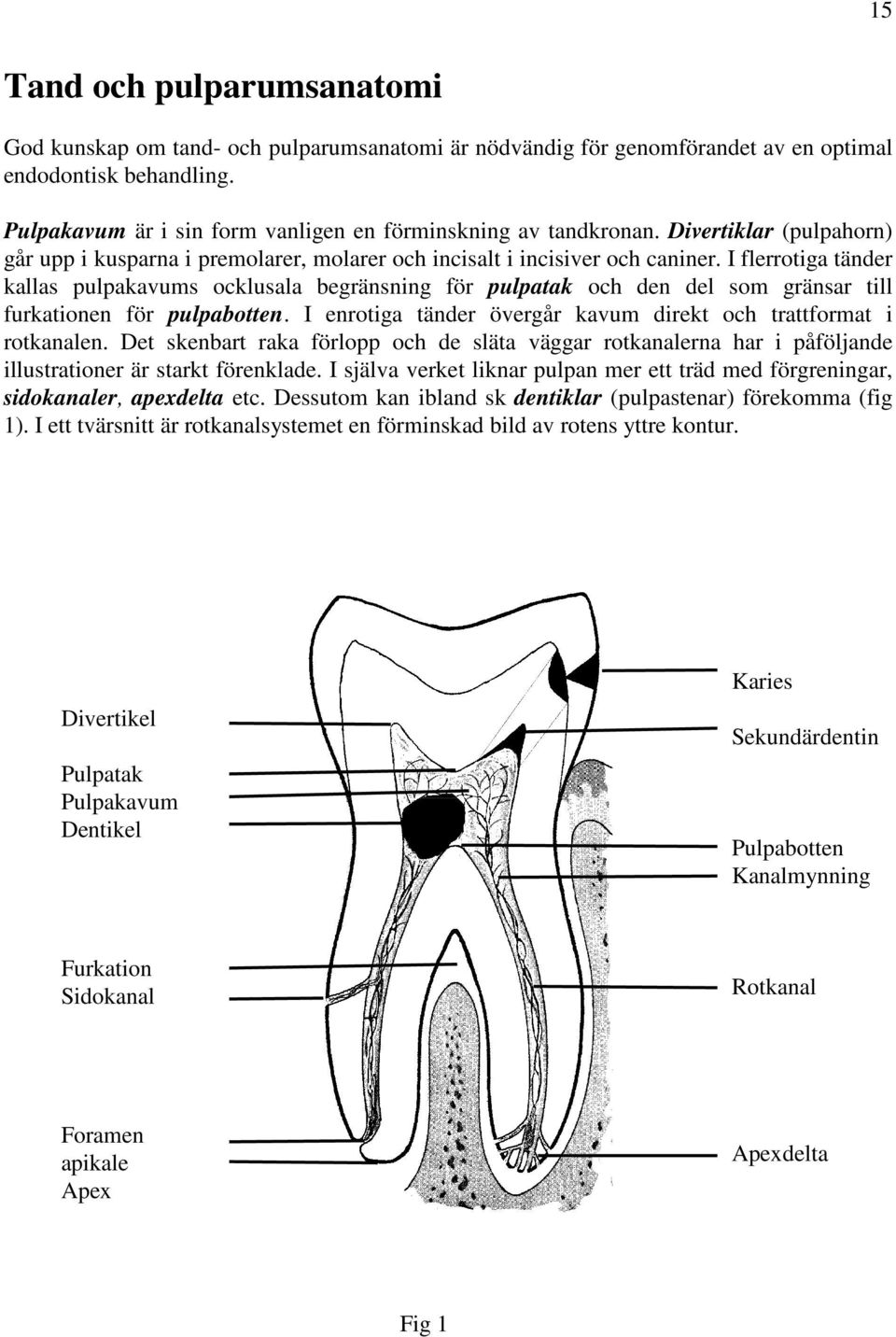 I flerrotiga tänder kallas pulpakavums ocklusala begränsning för pulpatak och den del som gränsar till furkationen för pulpabotten. I enrotiga tänder övergår kavum direkt och trattformat i rotkanalen.