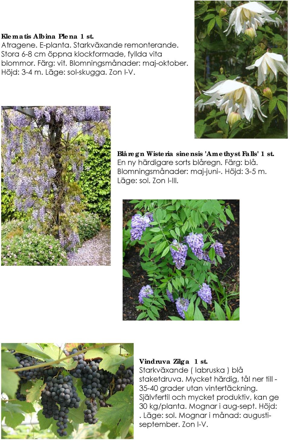 Färg: blå. Blomningsmånader: maj-juni-. Höjd: 3-5 m. Läge: sol. Zon I-III. Vindruva Zilga 1 st. Starkväxande ( labruska ) blå staketdruva.