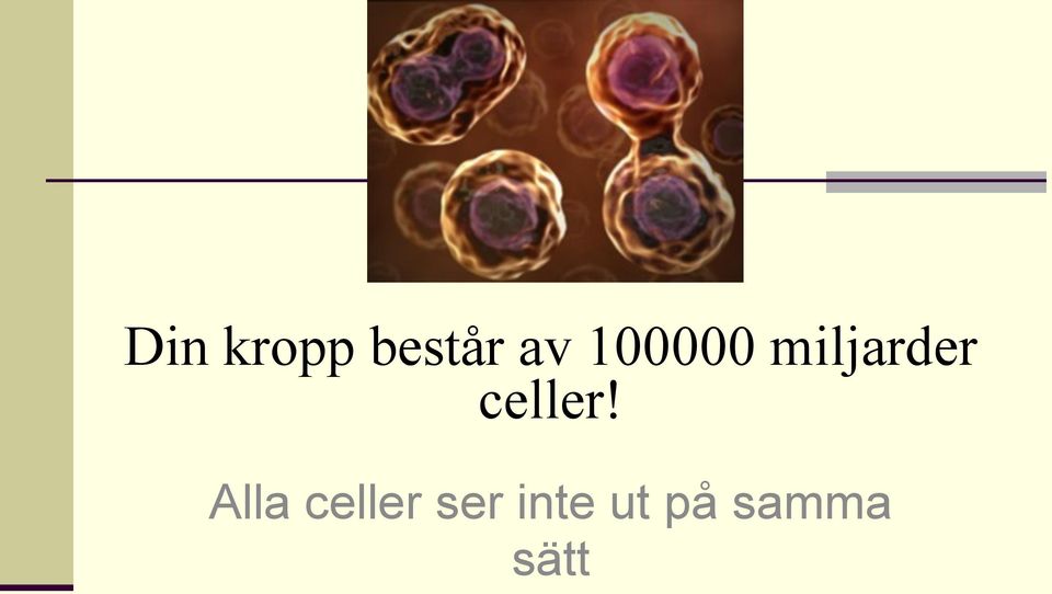 celler Alla celler