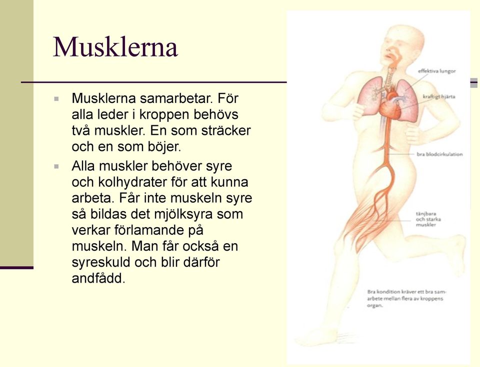 Alla muskler behöver syre och kolhydrater för att kunna arbeta.