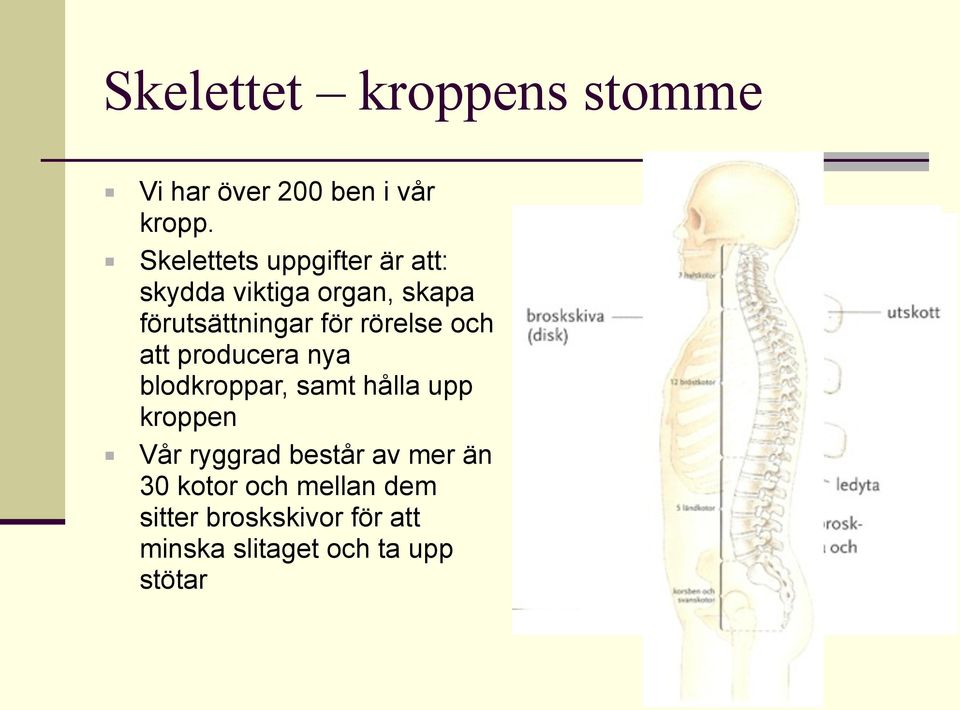 rörelse och att producera nya blodkroppar, samt hålla upp kroppen Vår ryggrad