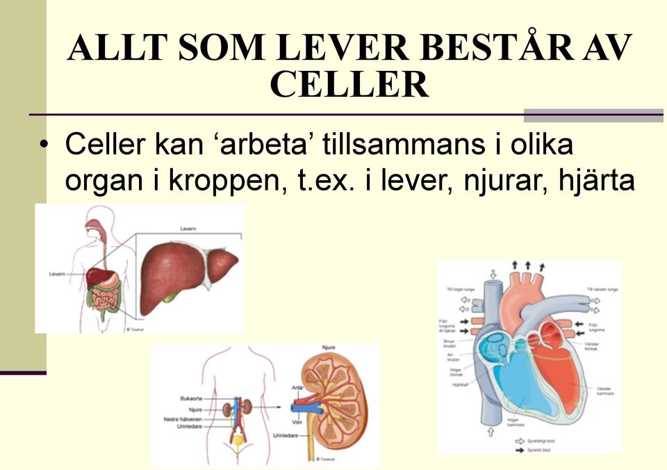 olika organ i kroppen, t.ex.