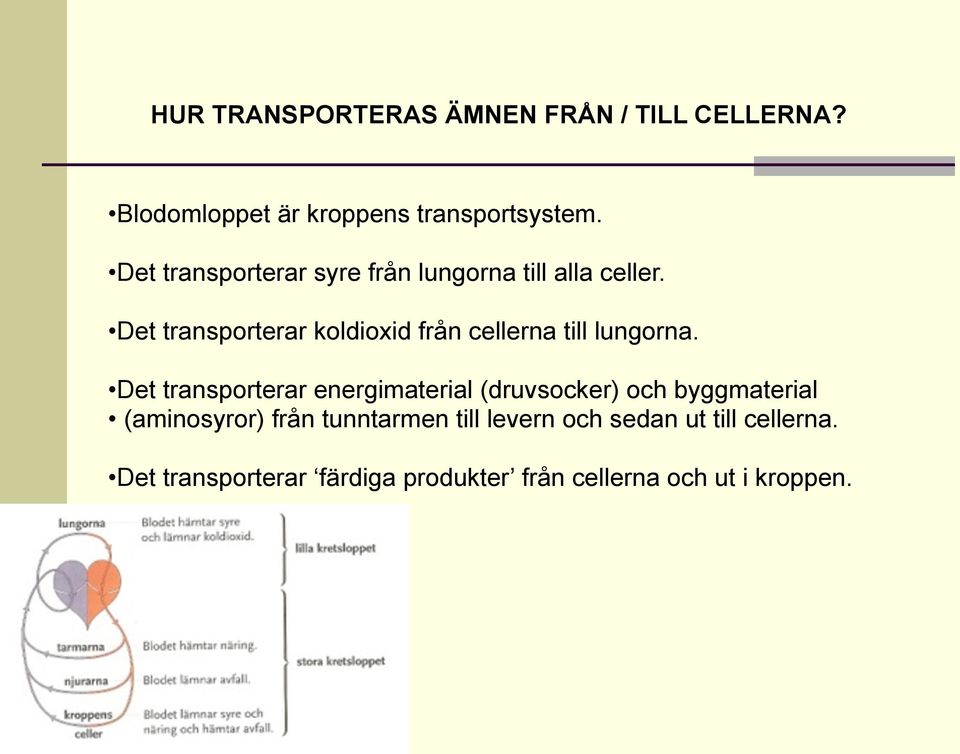 Det transporterar koldioxid från cellerna till lungorna.