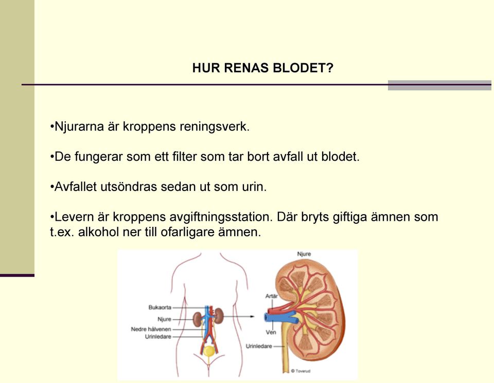 Avfallet utsöndras sedan ut som urin.