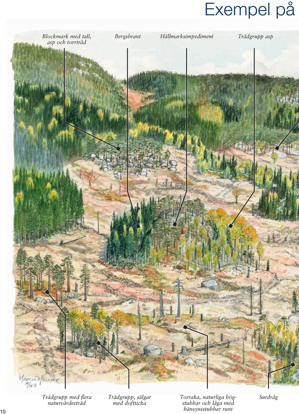 naturvärdesträd Trädgrupp, sälgar med doftticka Torraka,
