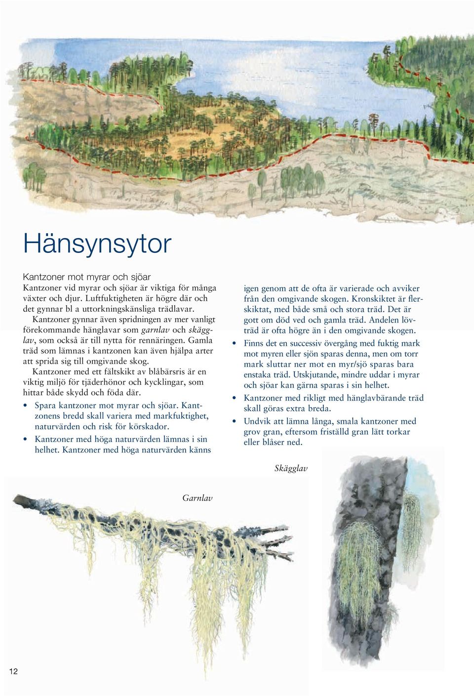Gamla träd som lämnas i kantzonen kan även hjälpa arter att sprida sig till omgivande skog.