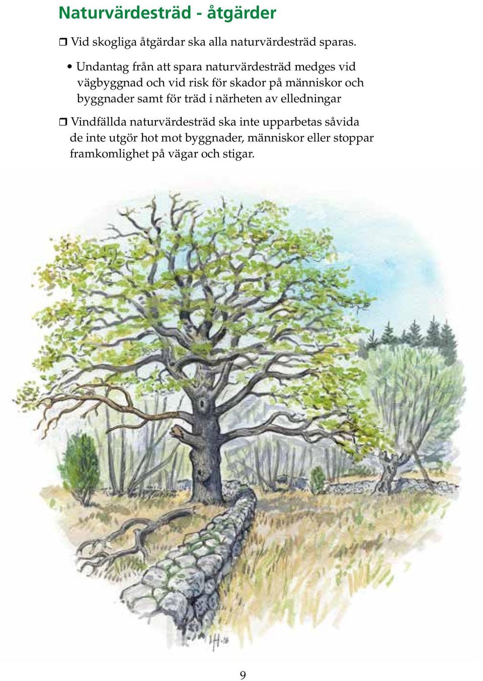 människor och byggnader samt för träd i närheten av elledningar Vindfällda naturvärdesträd ska