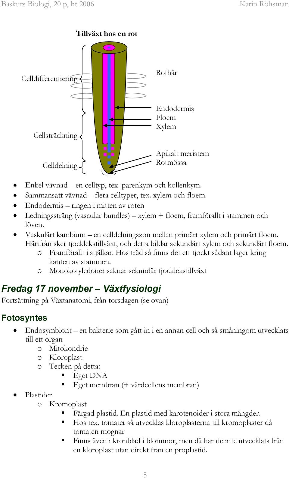 Vaskulärt kambium en celldelningszon mellan primärt xylem och primärt floem. Härifrån sker tjocklekstillväxt, och detta bildar sekundärt xylem och sekundärt floem. o Framförallt i stjälkar.