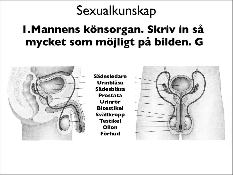 G Sädesledare Urinledare Urinblåsa