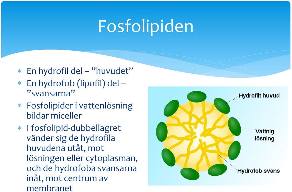 fosfolipid-dubbellagret vänder sig de hydrofila huvudena utåt, mot