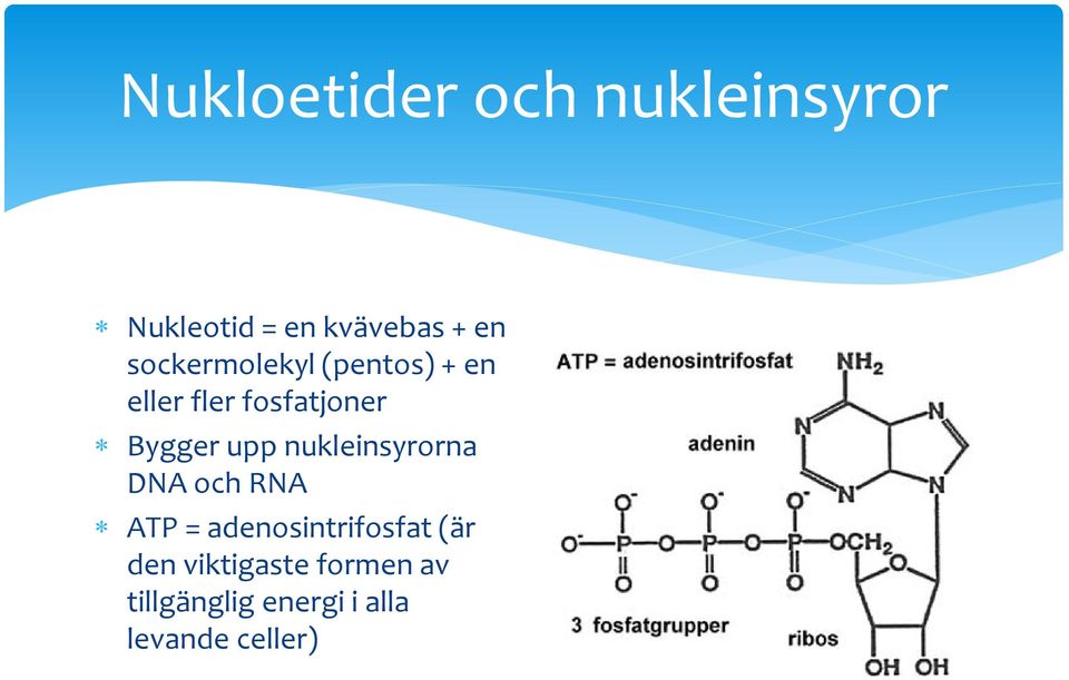 upp nukleinsyrorna DNA och RNA ATP = adenosintrifosfat (är