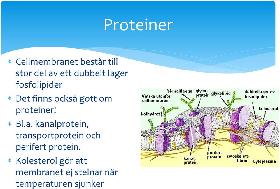 Kolesterol gör att membranet ej stelnar när temperaturen