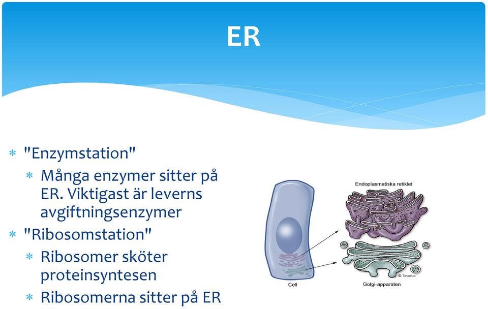 avgiftningsenzymer "Ribosomstation"