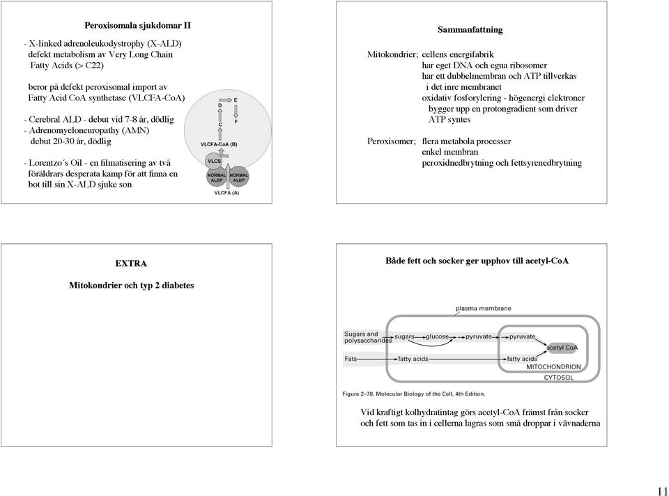 sjuke son Sammanfattning Mitokondrier; cellens energifabrik har eget DNA och egna ribosomer har ett dubbelmembran och ATP tillverkas i det inre membranet oxidativ fosforylering - högenergi elektroner