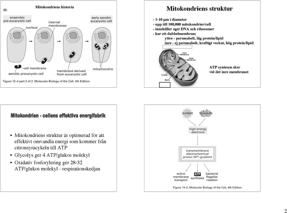 ATP syntesen sker vid det inre membranet Mitokondriens struktur är optimerad för att effektivt omvandla energi som kommer från