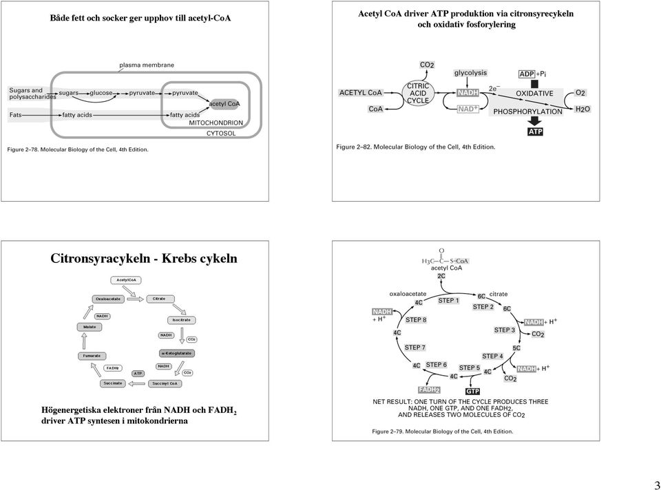 fosforylering Citronsyracykeln - Krebs cykeln Högenergetiska
