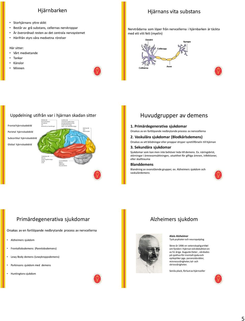 hjärnskadebild Parietal hjärnskadebild Subcortikal hjärnskadebild Global hjärnskadebild Huvudgrupper av demens 1.