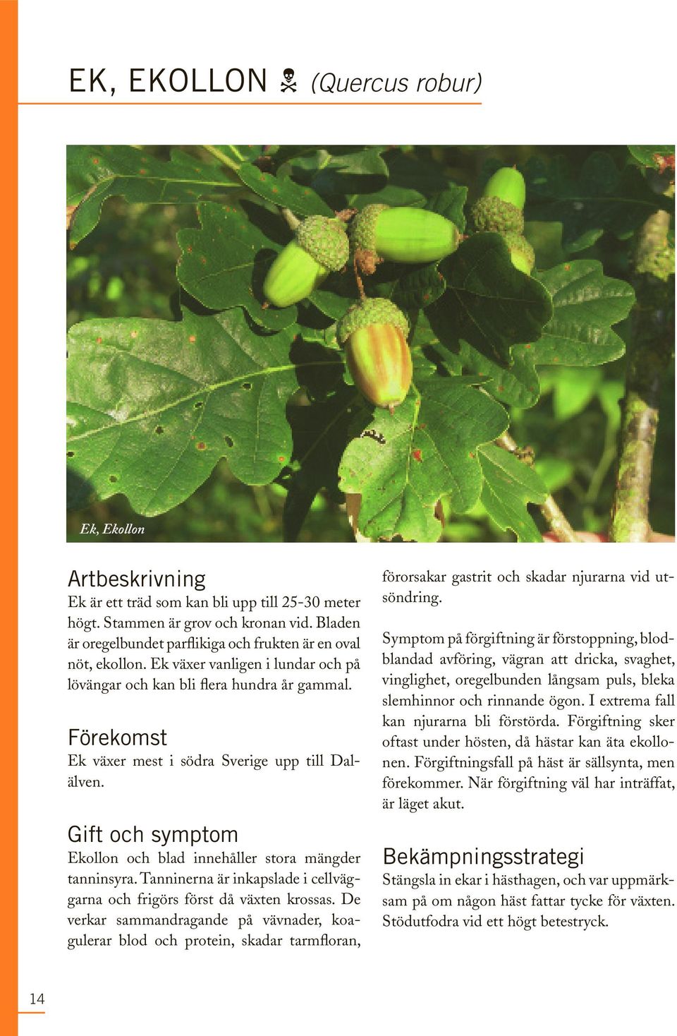 förekomst Ek växer mest i södra Sverige upp till Dalälven. gift och symptom Ekollon och blad innehåller stora mängder tanninsyra.