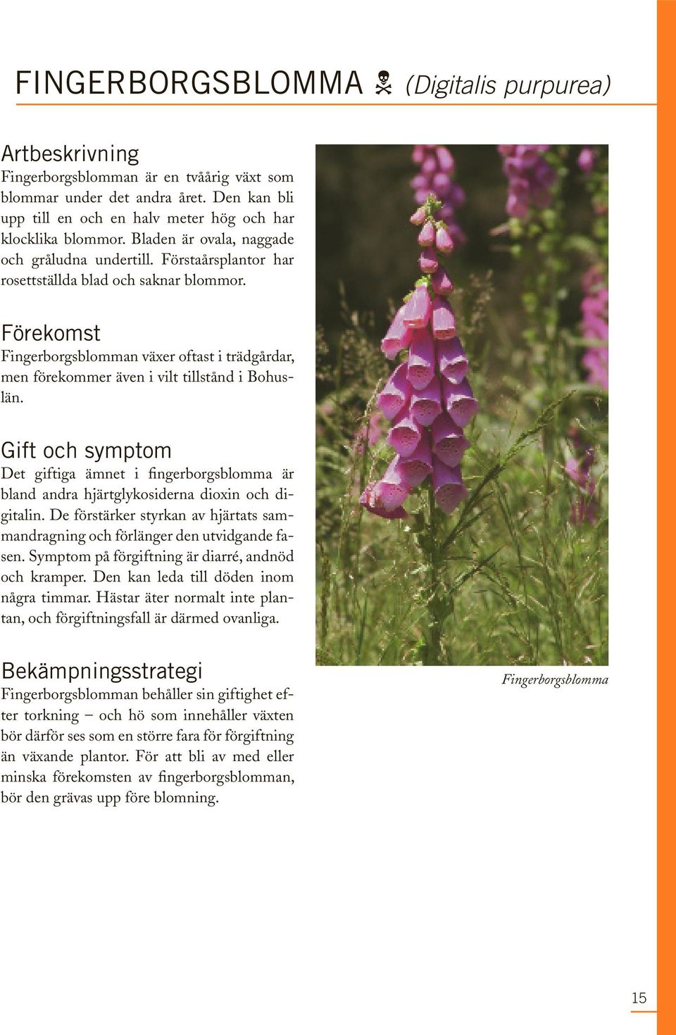 förekomst Fingerborgsblomman växer oftast i trädgårdar, men förekommer även i vilt tillstånd i Bohuslän.