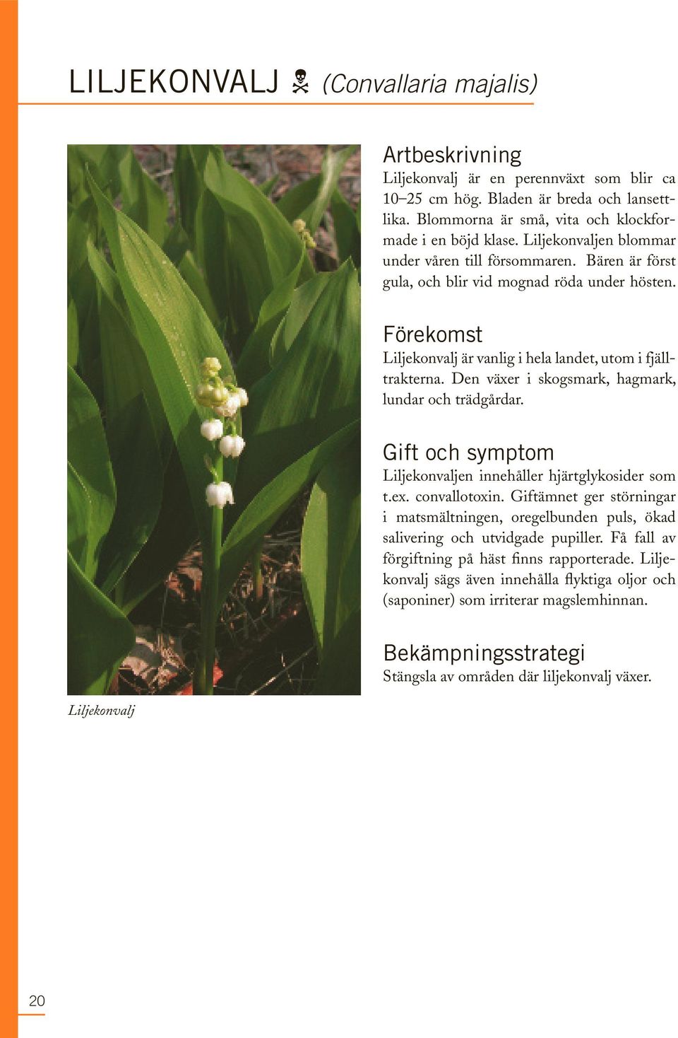 Den växer i skogsmark, hagmark, lundar och trädgårdar. gift och symptom Liljekonvaljen innehåller hjärtglykosider som t.ex. convallotoxin.